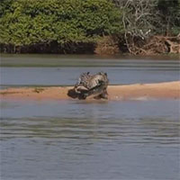 Thản nhiên nằm phơi nắng, cá sấu trả giá bằng mạng sống vì thiếu cảnh giác