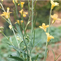 Dầu mỏ làm nhiên liệu có thể sớm bị thay thế bởi loại cây trồng này