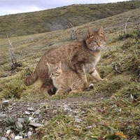 Mèo hoang mạc, người anh em cùng cha khác ông nội với mèo nhà