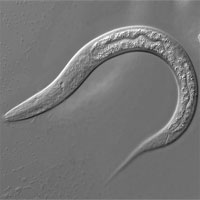 Đi tìm đáp án cho câu hỏi: Loài giun có nghe được không?