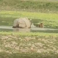 Video: Đang ngâm mình thư giãn, hổ giật mình chạy 