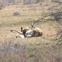 Khoảnh khắc gây sốc: Sư tử đực lên cơn co giật khi đang săn mồi