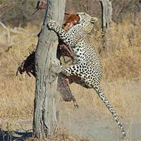 Báo đốm cướp trắng bữa ăn của chó hoang bằng chiêu 