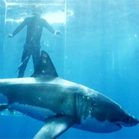 Cá mập điên cuồng tấn công lồng kính khi cửa bị bể, số phận người bên trong sẽ ra sao?