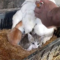 Thấy mèo mẹ kiệt sức, tử vong sau sinh, gà mái 