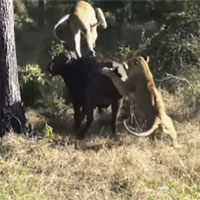 Tử chiến suốt 5 giờ, trâu rừng đơn độc vẫn đánh bại 2 sư tử