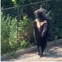 Video: Chú gấu đen hờ hững, dạo bước đi bằng 2 chân 