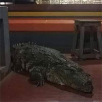 Cá sấu khổng lồ 70 năm nương nhờ cửa Phật, chỉ thích ăn cơm trắng với đồ chay