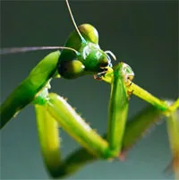 "Lạnh gáy" cảnh bọ ngựa cái nhai đầu bạn tình khi đang giao phối