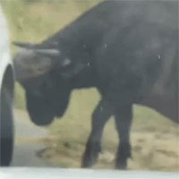 Trâu rừng tinh quái chọc thủng lốp xe để thoát khỏi sư tử