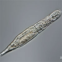 Vừa tỉnh dậy sau giấc ngủ đông 24.000 năm trong băng vĩnh cửu, vi sinh vật cổ đại lập tức tự nhân bản