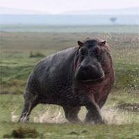 Vì sao hà mã luôn bắt nạt cá sấu, nhưng khi gặp sư tử, chúng lại trở thành 