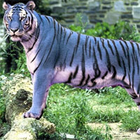 Bí ẩn loài hổ xanh tuyệt đẹp gây xôn xao Trung Quốc