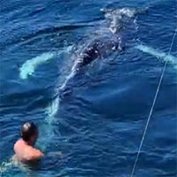 Cần thủ California giải cứu cá voi vướng bẫy tôm hùm và cái kết không ngờ