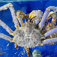 Tại sao cua hoàng đế có màu tím xanh, ăn có độc không?