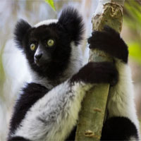 Loài vượn cáo ở quốc đảo Madagascar có thể hát We Will Rock You