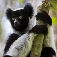 Loài vượn cáo ở quốc đảo Madagascar có thể hát We Will Rock You
