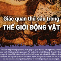 Những loài động vật có giác quan thứ 6