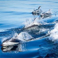 Nguồn gốc của sự bùng phát bệnh nấm trên động vật biển có vú