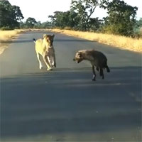 Liều lĩnh tấn công sư tử con, linh cẩu nhận ngay kết thảm