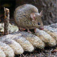 Gần 13 triệu USD và 44 tấn chất độc không đủ để bảo vệ hòn đảo 14,5 km2 khỏi loài chuột