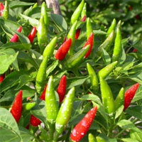 Lá ớt tưởng bỏ đi nhưng lại cực kỳ tốt cho sức khỏe