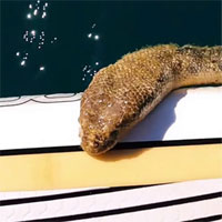 Đang chèo thuyền, người đàn ông bị một trong những sinh vật nguy hiểm nhất 