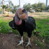 Thần ưng California lần đầu sinh sản không cần con đực