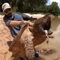 Video: Thả câu ở đoạn sông nhỏ, người đàn ông kéo lên "quái thú" có lực cắn gấp 6 lần cá mập