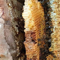 Đàn ong mật 30.000 con làm tổ trong tường nhà