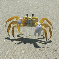 Kỳ dị cua ma không có lưỡi nhưng vẫn phát ra tiếng kêu, chuyên gia 