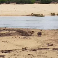 Hà mã con lấy thân mình làm mồi nhử, bảo vệ mẹ khỏi sư tử háu đói