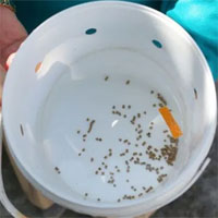 Indonesia lai tạo muỗi 