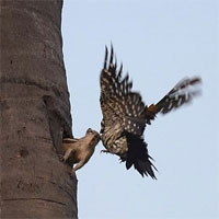 Thanh niên chim gõ kiến gõ nhầm nhà của chị sóc cục súc và cái kết