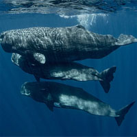 Các nhà khoa học tìm cách trò chuyện với cá nhà táng, liệu chúng sẽ nói gì với chúng ta?