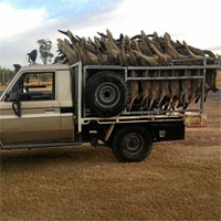 Mỗi năm, Úc tiêu diệt 2 triệu sinh vật này nhưng vẫn bất lực trước sự phát triển của chúng