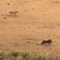 Bị sư tử vây kín, lợn hoang dùng 