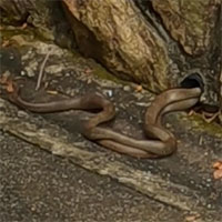 Chui vào ống nước để ghép đôi, rắn độc bị tóm sống