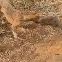 Video: Cầy Mangut đối đầu chó dữ, con nào sẽ chiến thắng trong cuộc chiến này?