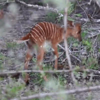 Bị linh dương con liều mạng tấn công, báo đốm có hành động 