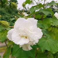 Việt Nam có loài hoa “bước ra từ truyền thuyết” có thể đổi màu 3 lần/ngày, khi héo úa là lúc bất ngờ nhất