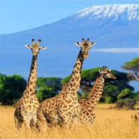 Những hành vi kỳ lạ nhất trong vương quốc động vật