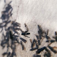 Dùng côn trùng biến rác thải thành “vàng”