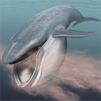 Có thể bạn chưa biết: Cá voi lưng gù tiêu thụ hơn 18.000 tấn thức ăn mỗi ngày