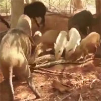 Dám ăn thịt lợn rừng con, trăn khổng lồ mất mạng vì bị trả thù