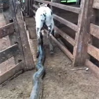 Mò vào chuồng tấn công bê con, trăn khổng lồ bị tóm sống