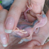 Vì sao chim ký sinh khỏe hơn con của vật chủ?