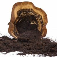 Indonesia phát triển bã cà phê thành vật liệu tạo pin xe điện