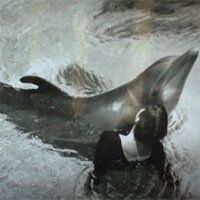 Chuyện tình có thật của chú cá heo và cô gái trẻ, hành động gây sốc khi bi chia cắt khiến ai cũng choáng váng