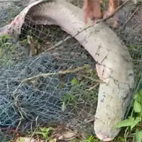 Ngư dân kéo lưới lên thì phát hiện "thủy quái rồng" siêu to: Cuộc vật lộn dữ dội dưới nước
